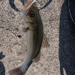 マダイとシーバス