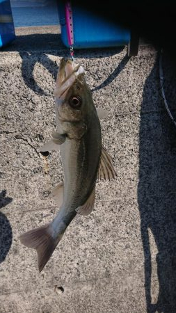 マダイとシーバス