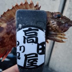 デイゲーム！！