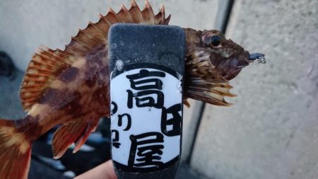 デイゲーム！！