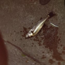 ナイトルアーフィッシング