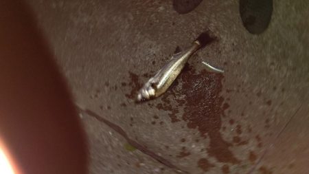 ナイトルアーフィッシング