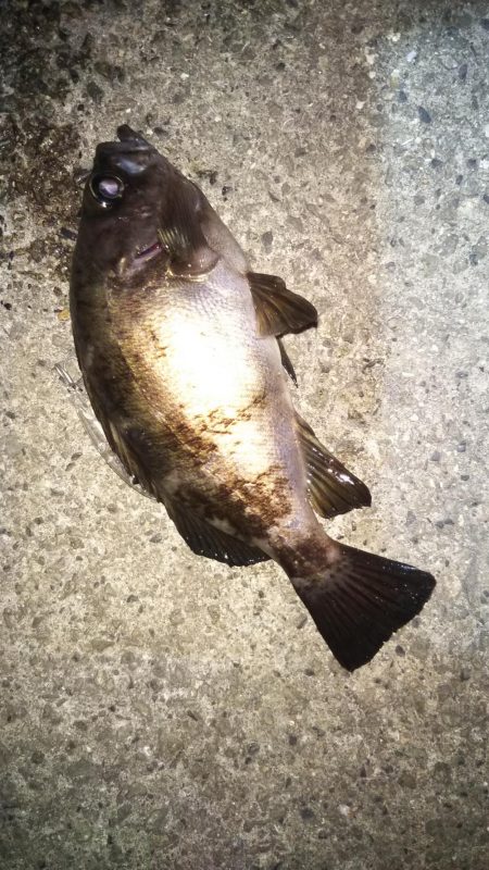 プラグできた！