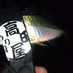 サビキ好調！！ルアーは？