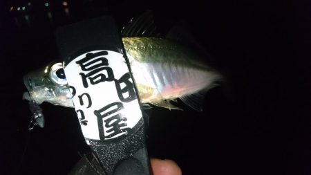 サビキ好調！！ルアーは？