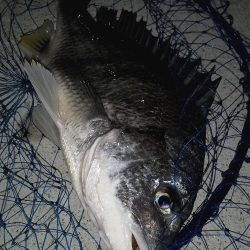 ライトゲームタックルの悲鳴