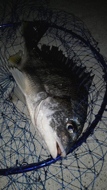 ライトゲームタックルの悲鳴