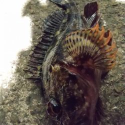 ロックフィッシュ