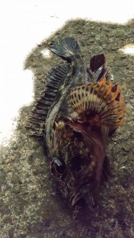 ロックフィッシュ