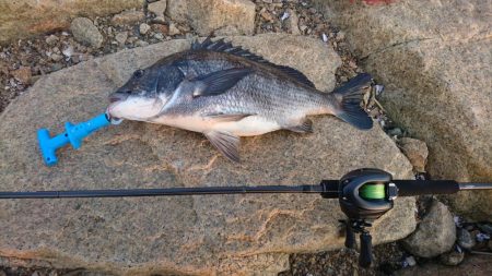 年無 54cm マチヌゲット