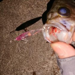 メバルプラッキング短時間釣行