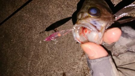 メバルプラッキング短時間釣行