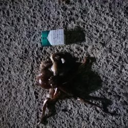 久しぶりの釣り