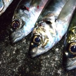 アジングで尺ラッシュ