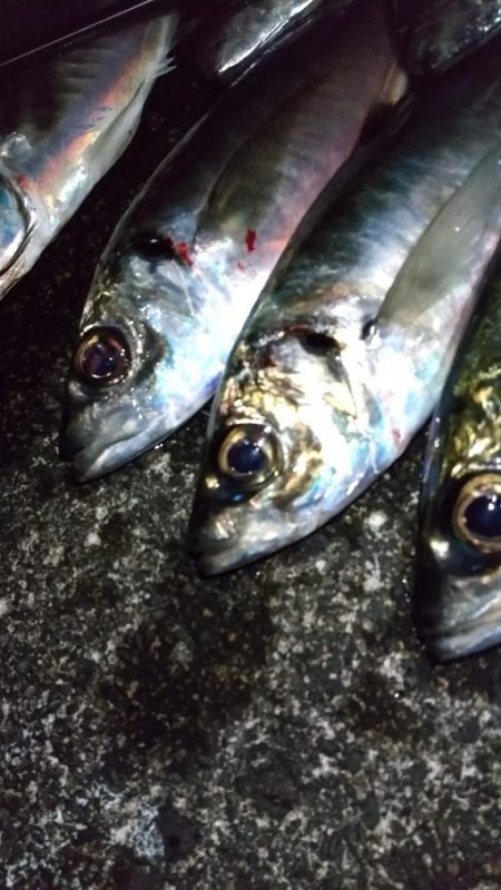 アジングで尺ラッシュ