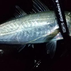 アジング. ほぼ尺