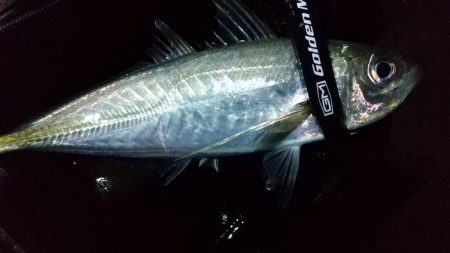 アジング. ほぼ尺