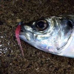 フロートライトゲーム　良型アジ