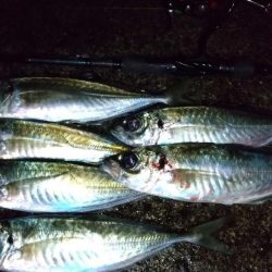 アジング　今季最大サイズ