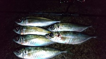 アジング　今季最大サイズ