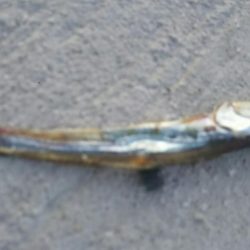 【苅田港】春のシーバス調査２