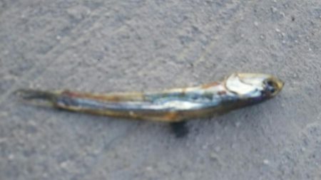 【苅田港】春のシーバス調査２