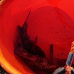 バチかマイクロか