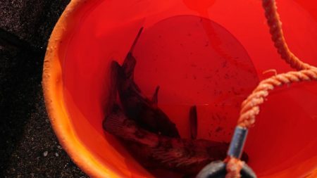 バチかマイクロか