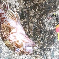 メバル休業中でコウイカ