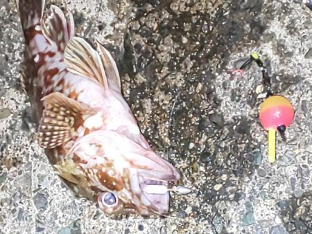 メバル休業中でコウイカ