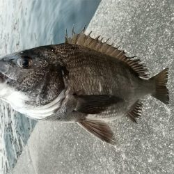 緊急事態宣言後の神戸湾奥調査