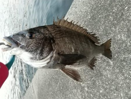 緊急事態宣言後の神戸湾奥調査