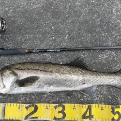 短時間デイゲーム夕練調査！