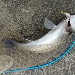風の強かった夕練シーバス調査