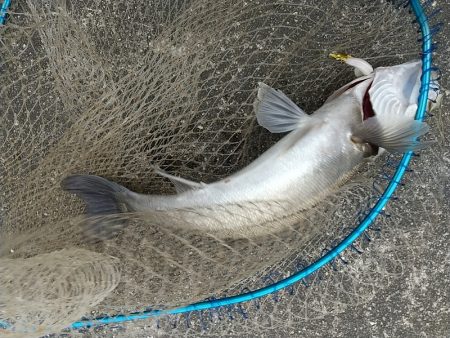風の強かった夕練シーバス調査