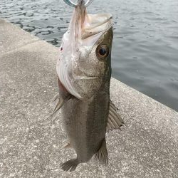 本降り前の朝練シーバスフィッシング！