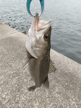 本降り前の朝練シーバスフィッシング！