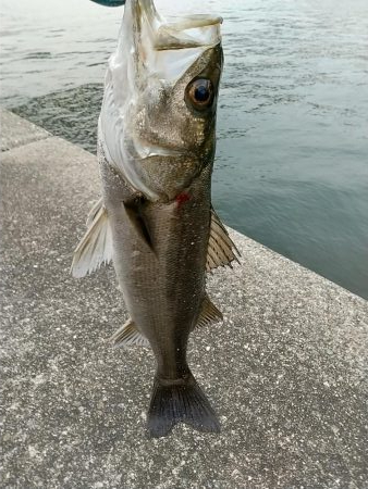 日没迄の短時間夕練！