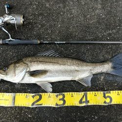 晴れた真っ昼間のデイゲーム調査