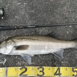 朝練久々のナナマル捕獲!