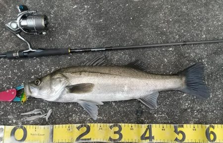 朝練久々のナナマル捕獲!