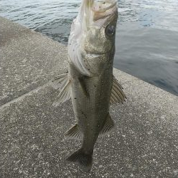 タモ忘れた夕練…