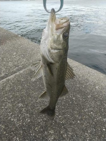 タモ忘れた夕練…