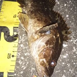 ぶらシーバス!!