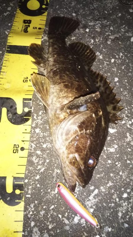 ぶらシーバス!!