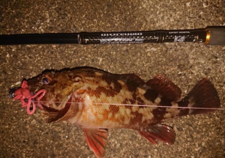 久々のナイトガシリング♪