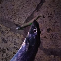 陸っぱりタチウオの季節到来か……