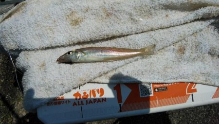 釣友が東二見に集まりました