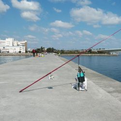 海水温低下しキスの活性下がる