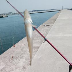 風が無く最高の釣り日和でした